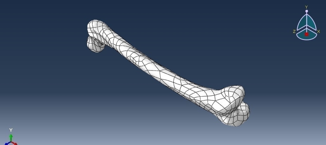 Human Femur Bone 3D Print 221779