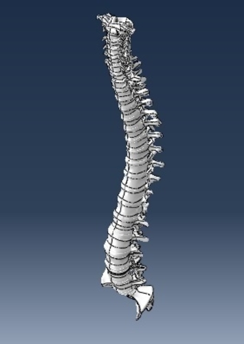 human spine 3D Print 221799