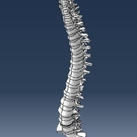 Small human spine 3D Printing 221799
