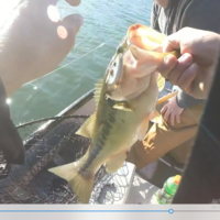 LIPLESS CRANKBAIT 2 INCH - Thumbnail 1
