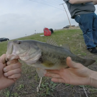 LIPLESS CRANKBAIT 2 INCH - Thumbnail 5