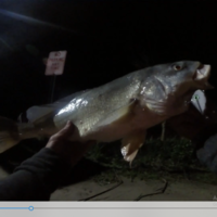 LIPLESS CRANKBAIT 2 INCH - Thumbnail 6