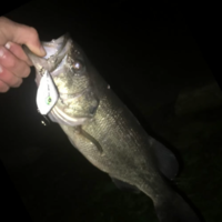 LIPLESS CRANKBAIT 2 INCH - Thumbnail 7