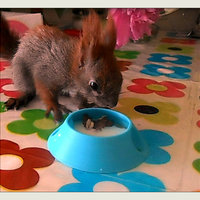 squirrel's plate - Thumbnail 1