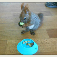 squirrel's plate - Thumbnail 2