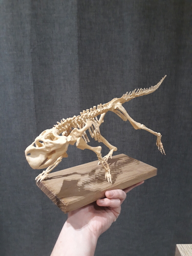 3D Printed Dinosaur skeleton - Psittacosaurus by ...