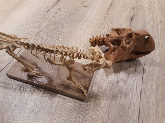 3D Printed Dinosaur skeleton - Psittacosaurus by Think3Dprint | Pinshape