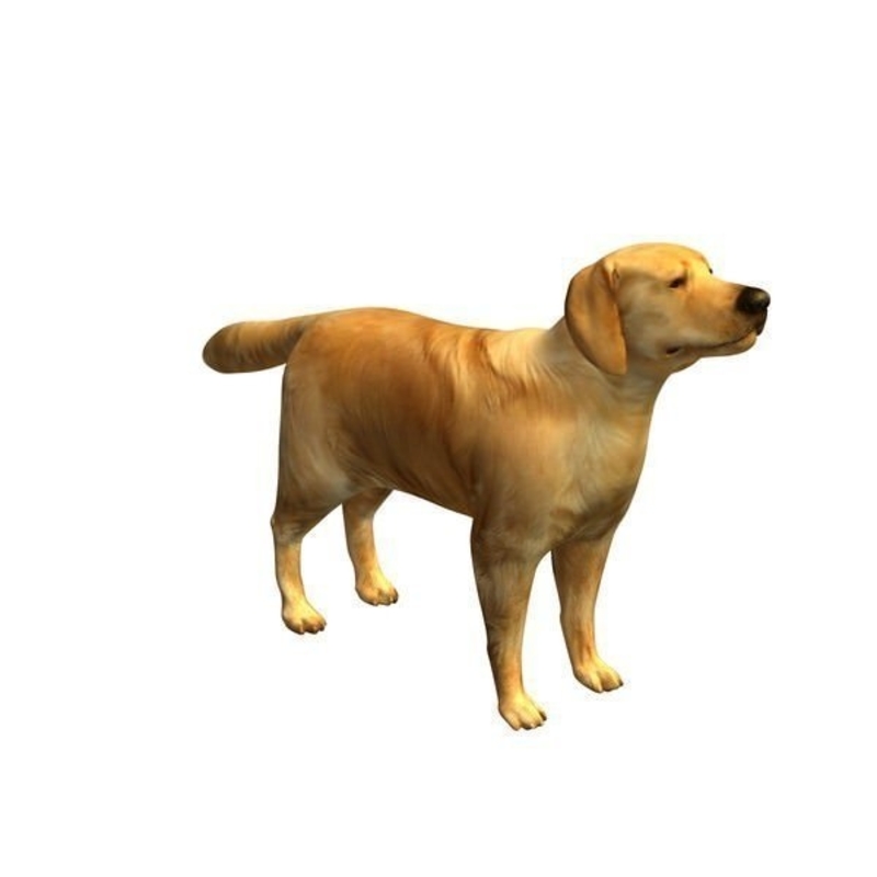 Pets