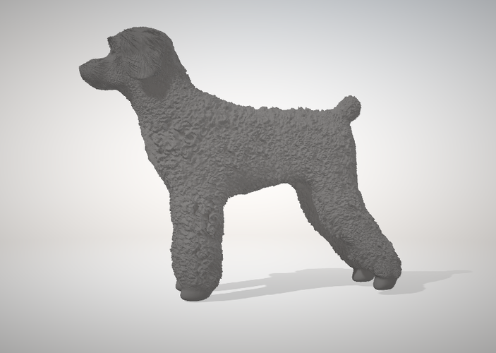 Caniche