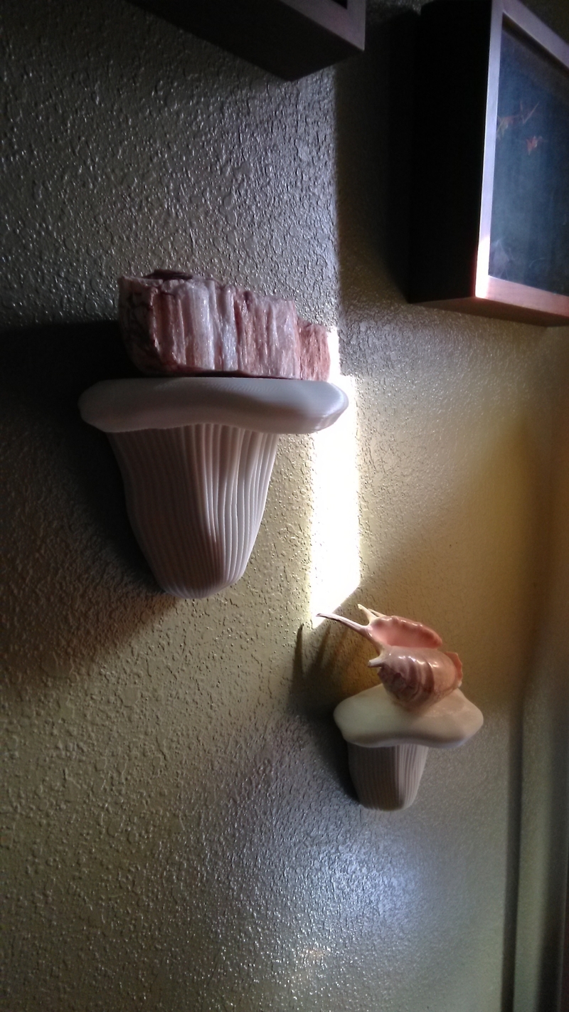 Shelf Fungus display shelves