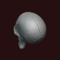 Skull stylized - Thumbnail 9
