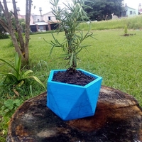 Maceta  - Thumbnail 3