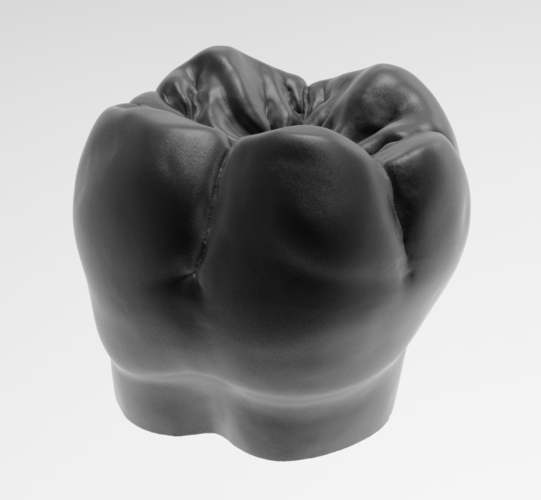 Molar tooth for 3D printing 3D Print 238558
