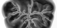 Image 238561