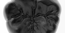 Image 238562