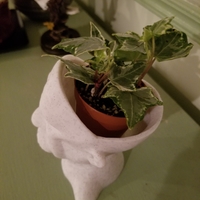 Einstein Planter - Thumbnail 3