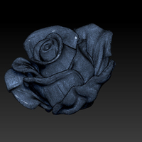 Rose flower - Thumbnail 3