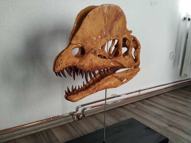 Dilophosaurus Skull Part 2/2