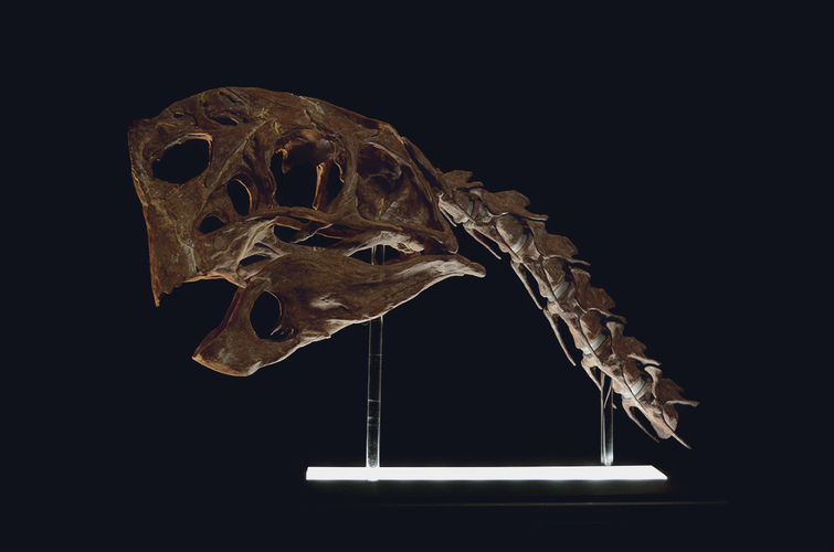 Life size Citipati (Oviraptor) skull   Part 1/2 3D Print 240330