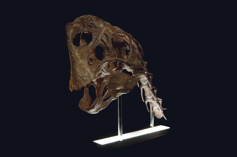 Life size Citipati (Oviraptor) skull   Part 1/2 3D Print 240331