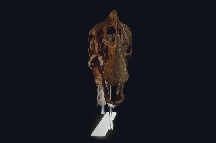 Life size Citipati (Oviraptor) skull   Part 1/2 3D Print 240332