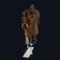 Life size Citipati (Oviraptor) skull   Part 1/2 - Thumbnail 3