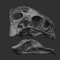 Life size Citipati (Oviraptor) skull   Part 1/2 - Thumbnail 5