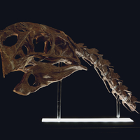 Small Life size Citipati (Oviraptor) skull Part 2/2 3D Printing 240335