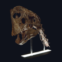Life size Citipati (Oviraptor) skull Part 2/2 - Thumbnail 2