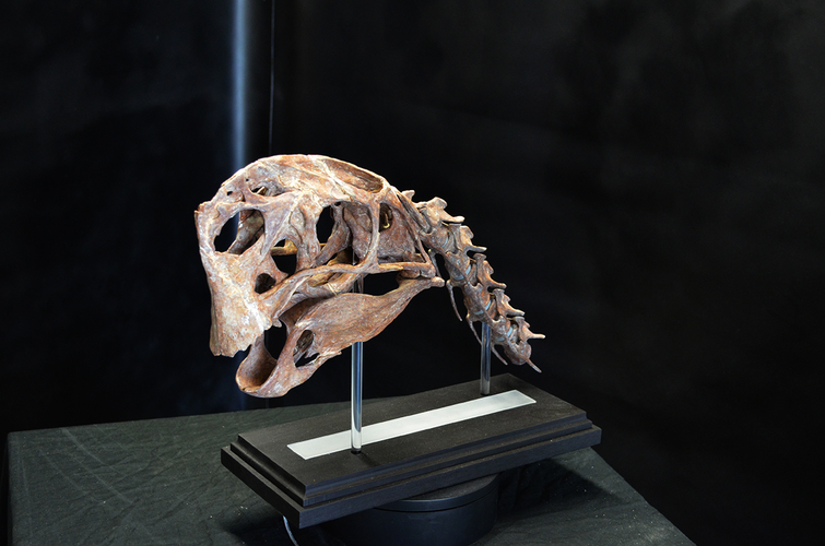Life size Citipati (Oviraptor) skull Part 2/2 3D Print 240338