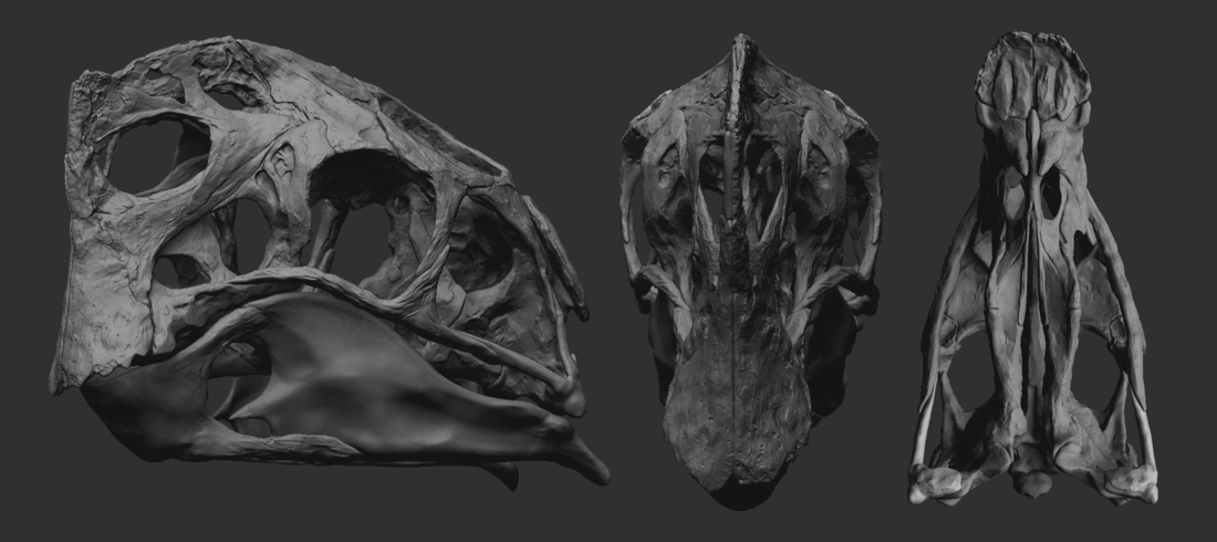 Life size Citipati (Oviraptor) skull Part 2/2 3D Print 240339
