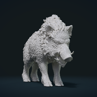 Wild Boar in static pose - Thumbnail 2