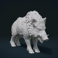 Wild Boar in static pose - Thumbnail 3