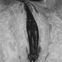 sasha grey body - Thumbnail 4