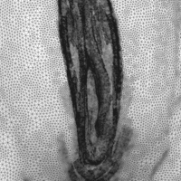 sasha grey body - Thumbnail 5