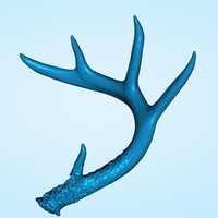 Small Deer Antler Scan  3D Printing 241730
