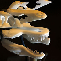 How To Section a T-Rex Skull - Thumbnail 2