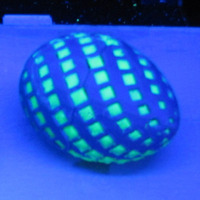 Bisected Egg Test - Thumbnail 2