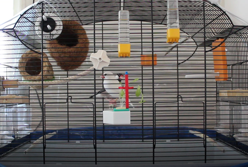 Birdcage Adapter with Simple Hydroponic Culture