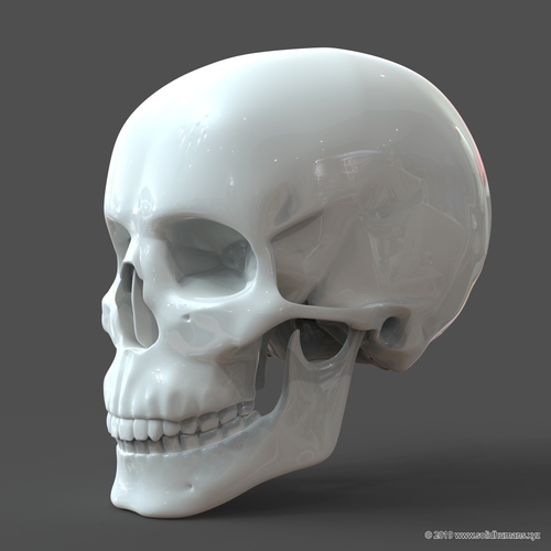 Human Skull model M3P1D1V1Skull 3D Print 244022