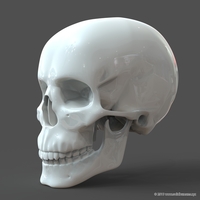 Small Human Skull model M3P1D1V1Skull 3D Printing 244022