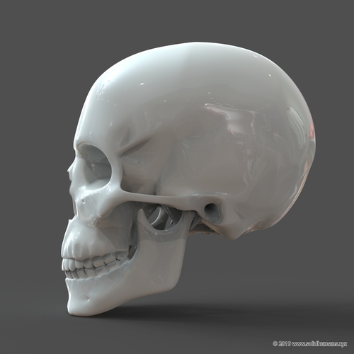 Human Skull model M3P1D1V1Skull 3D Print 244023