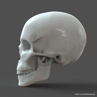 Human Skull model M3P1D1V1Skull - Thumbnail 2