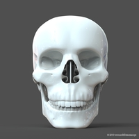 Human Skull model M3P1D1V1Skull - Thumbnail 3