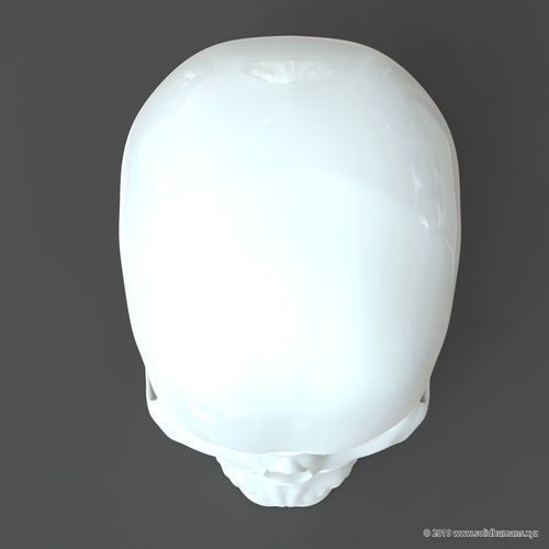 Human Skull model M3P1D1V1Skull 3D Print 244026