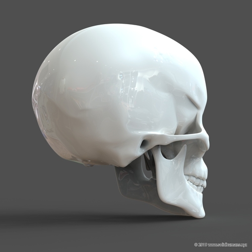 Human Skull model M3P1D1V1Skull 3D Print 244027