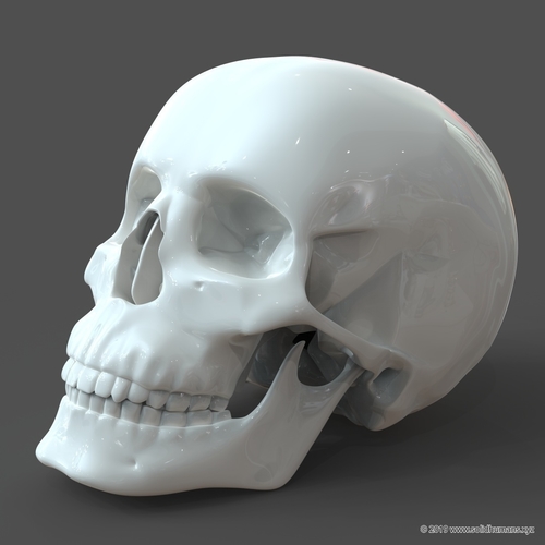 Human Skull model M3P1D1V1Skull 3D Print 244028