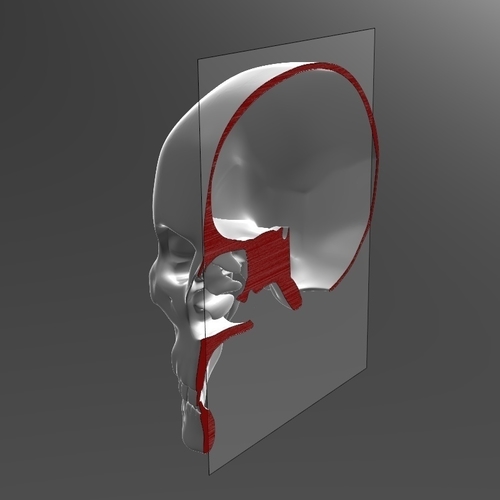 Human Skull model M3P1D1V1Skull 3D Print 244030