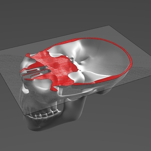 Human Skull model M3P1D1V1Skull 3D Print 244031