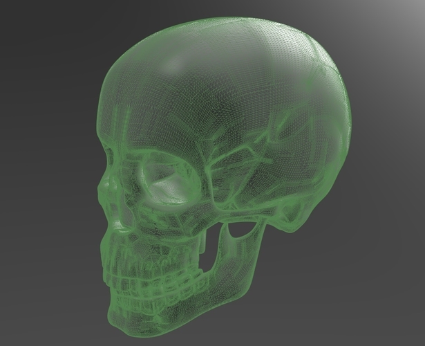 Human Skull model M3P1D1V1Skull 3D Print 244041